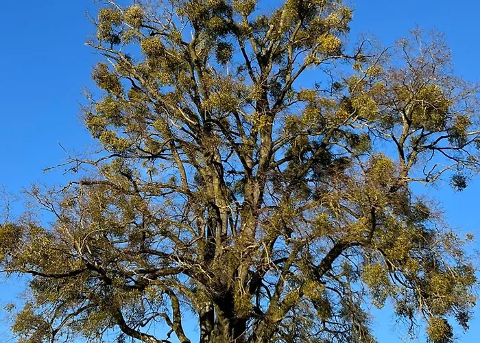 Gaestehaus Lumesberger Grein